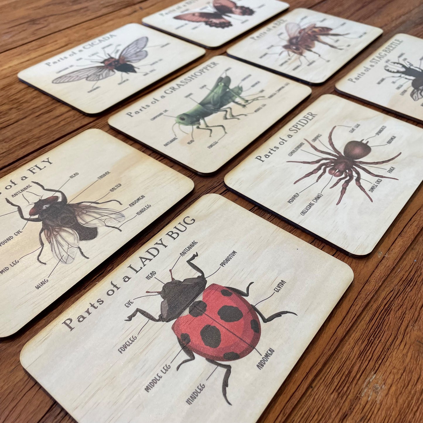Bug Anatomy Cards