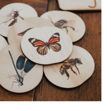 Wooden Magnets Set - Bugs