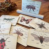 Bug Anatomy Cards