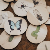 Wooden Magnets Set - Bugs